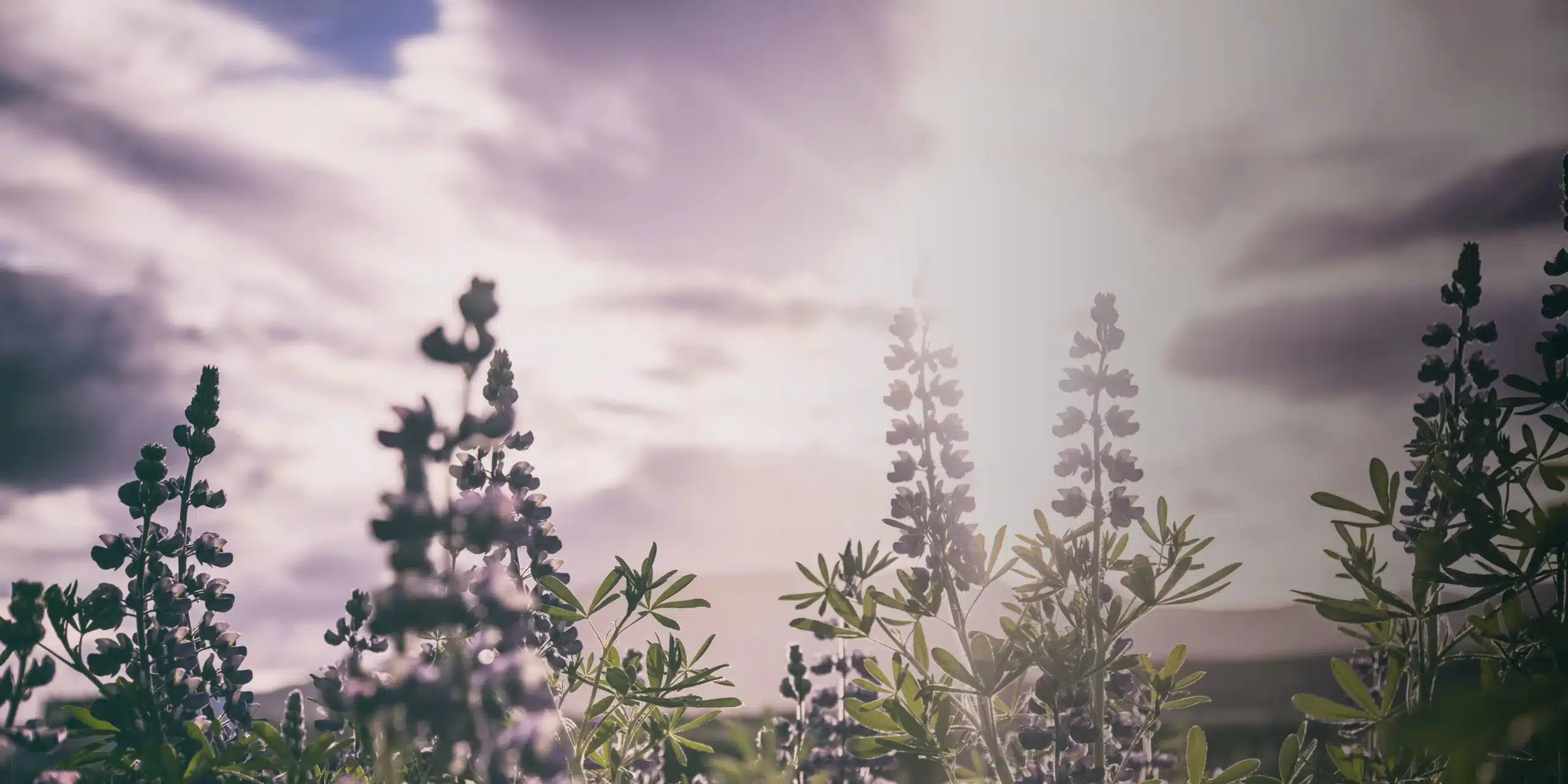 purple and green flowers